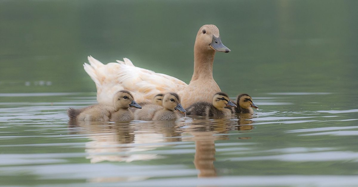 Утка детеныш