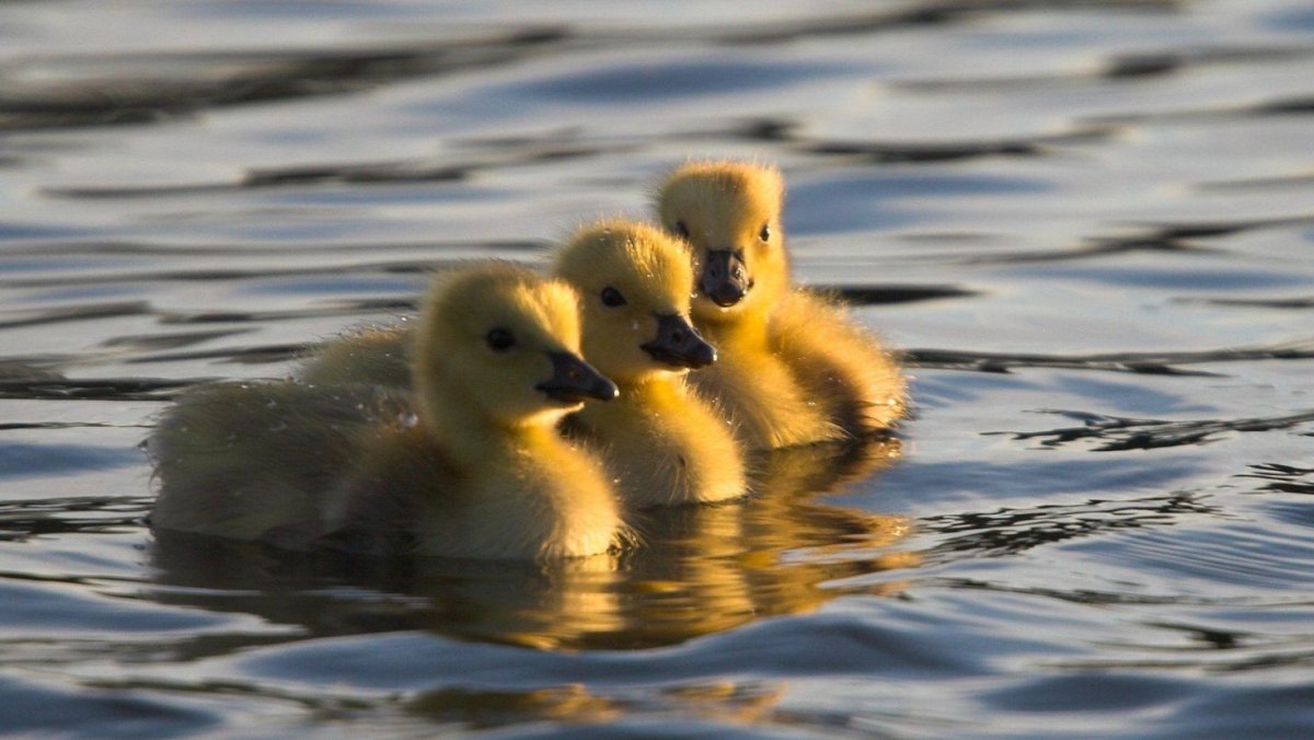 Уточки и селезень в живописи