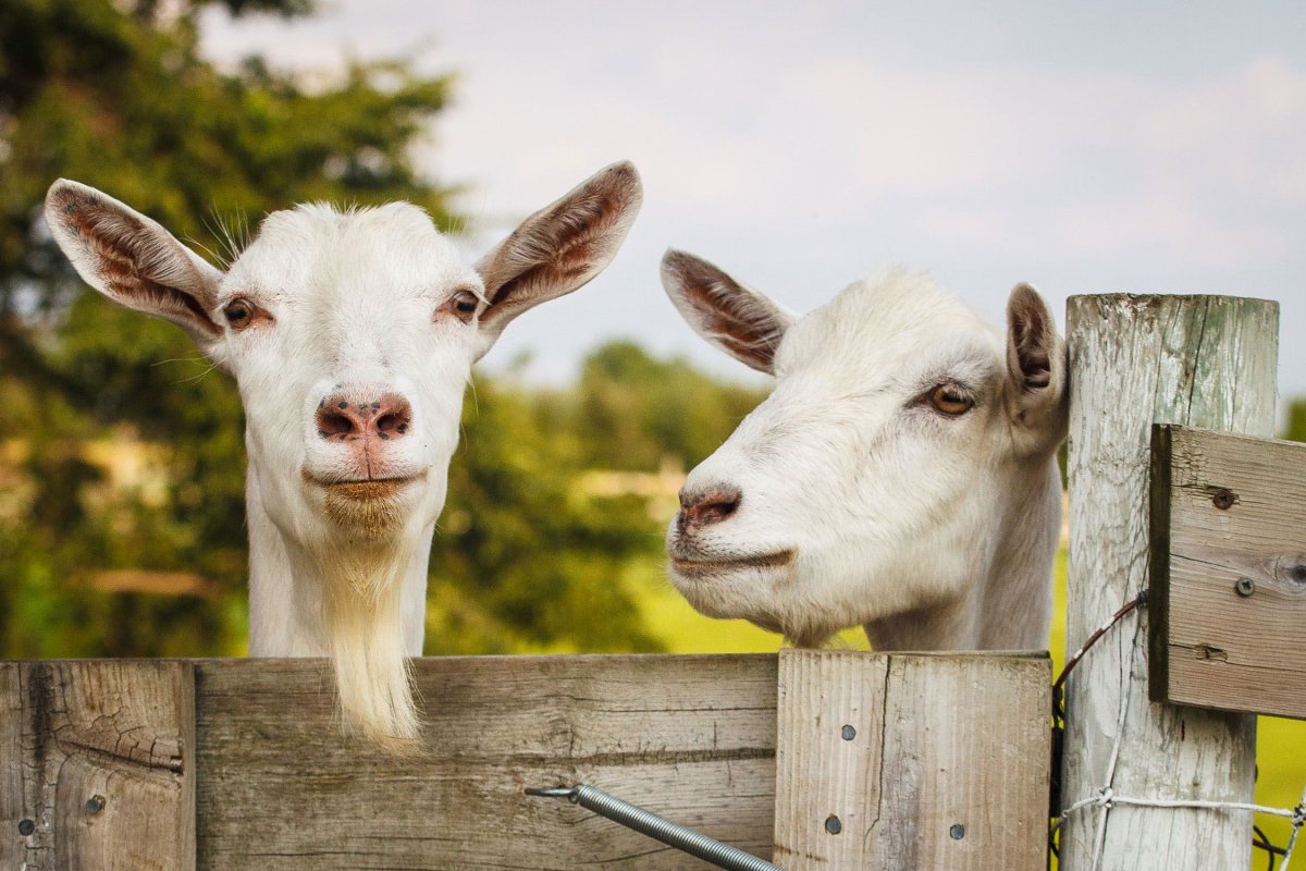 Животные в деревне