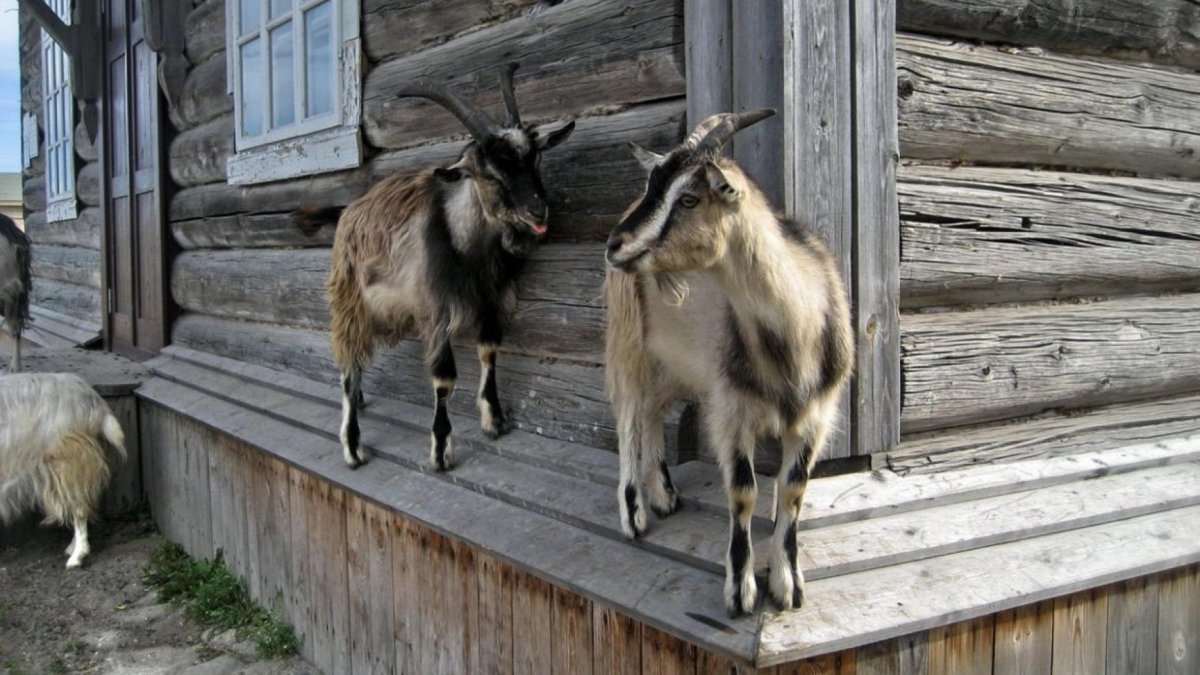 Животные в деревне