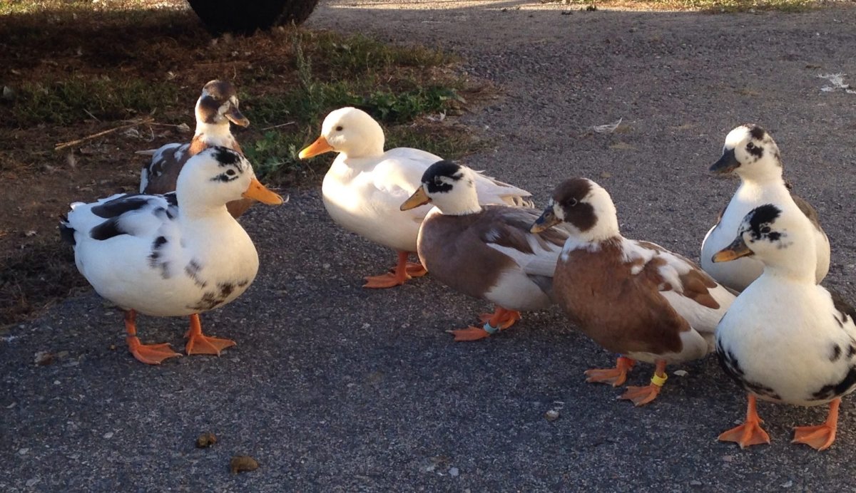 Породу уток чери вери