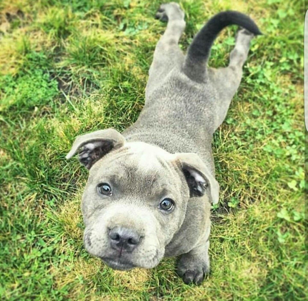 Blue Staffordshire bull Terrier