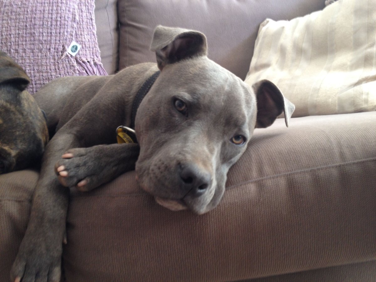 Питбуль полностью