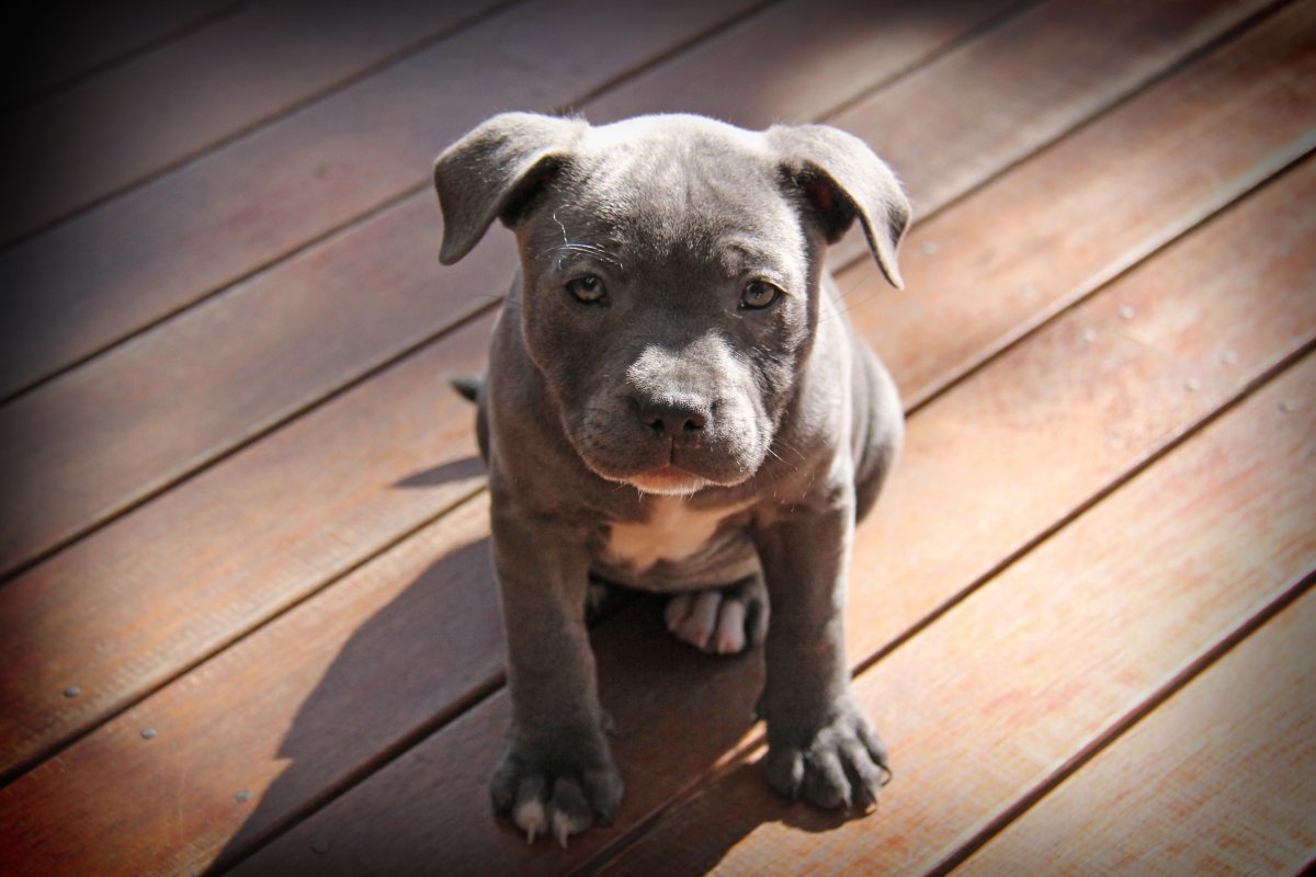 Blue Staffy собака