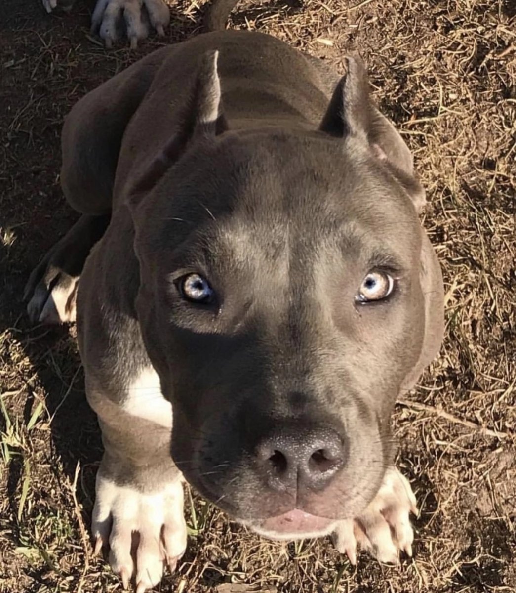 Собака стаффордширский терьер черный