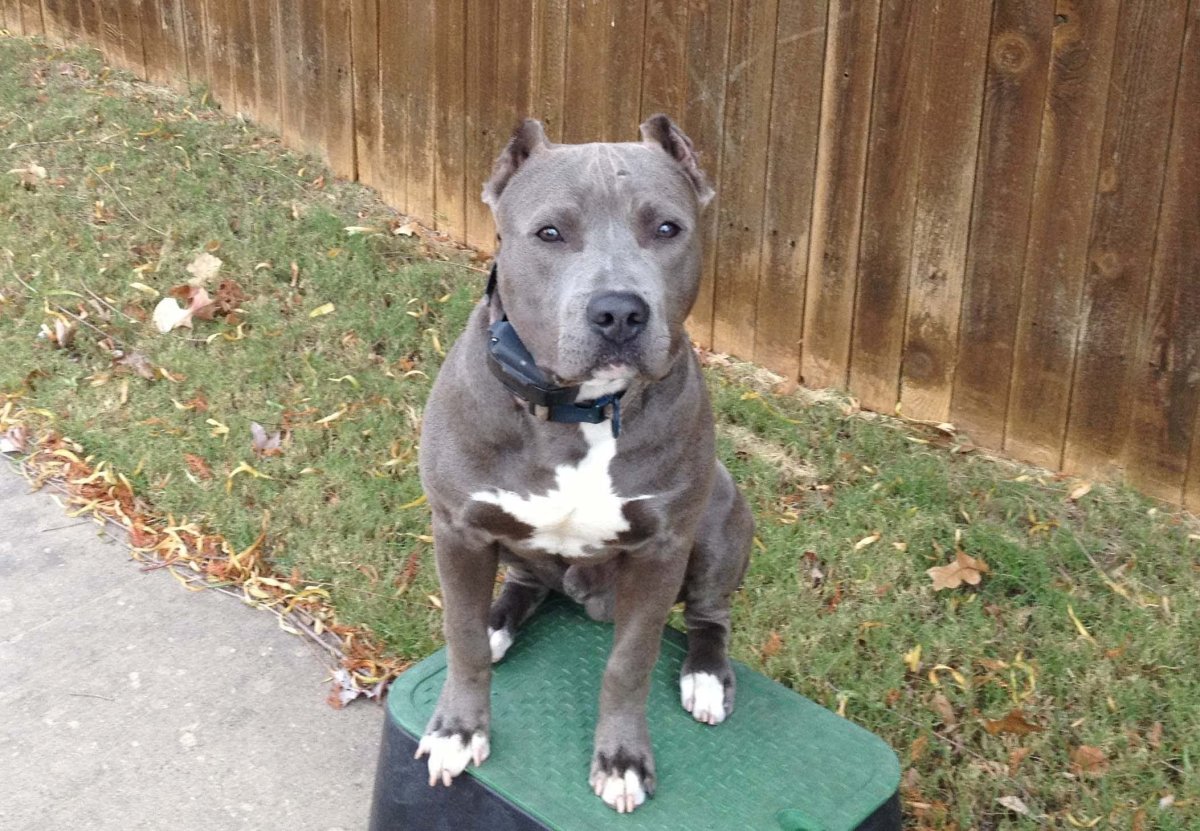 Аватарка Стаффорд