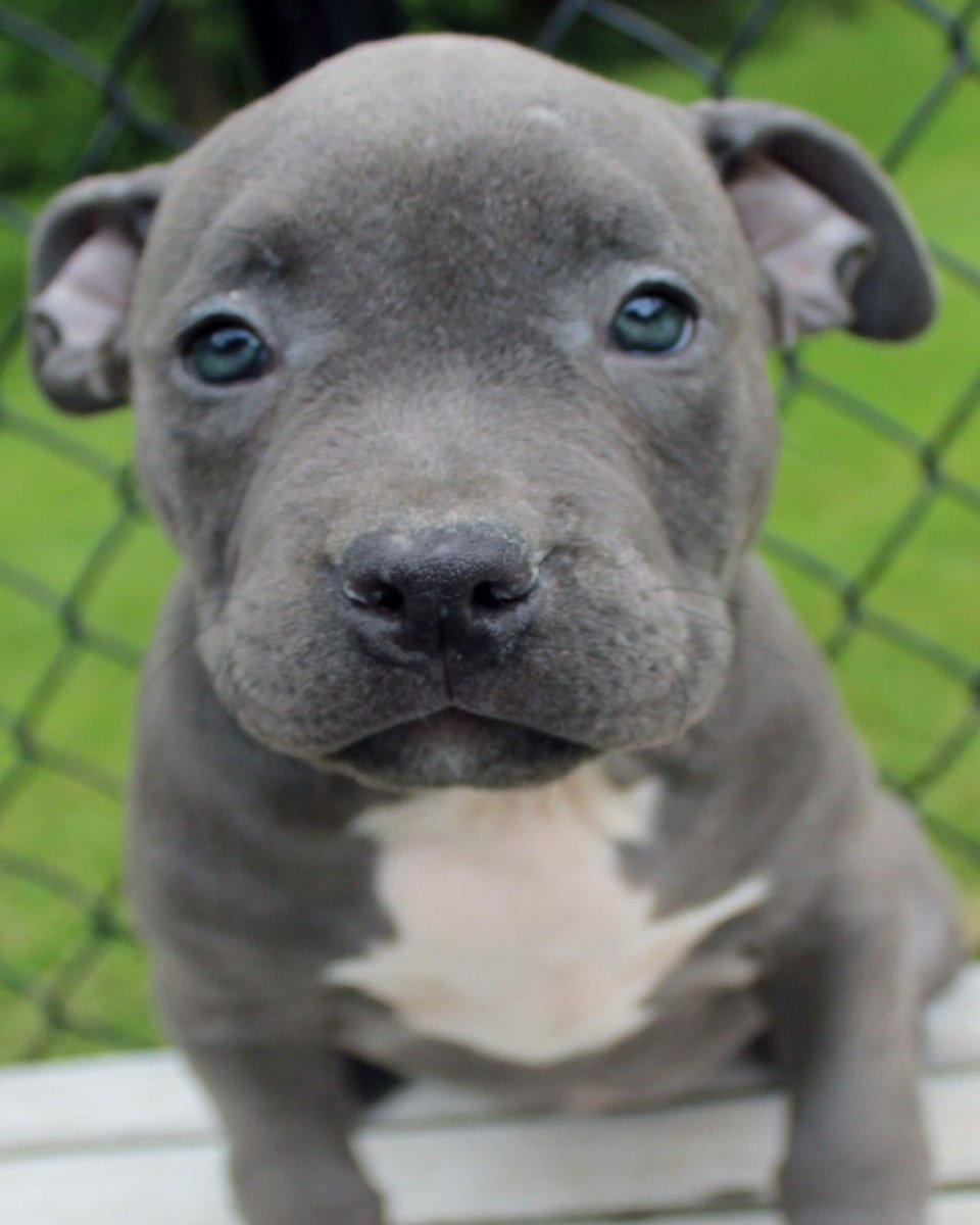 Питбуль с пистолетом