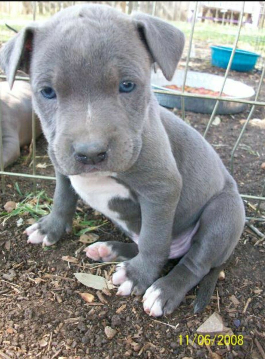 Стаффордширский терьер серый с голубыми глазами