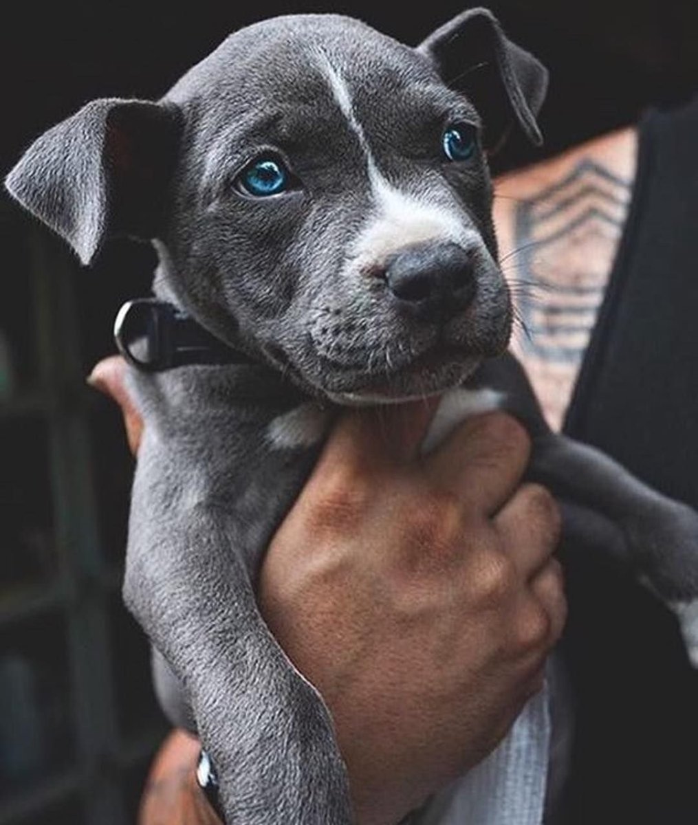 Американский булли серый с голубыми глазами