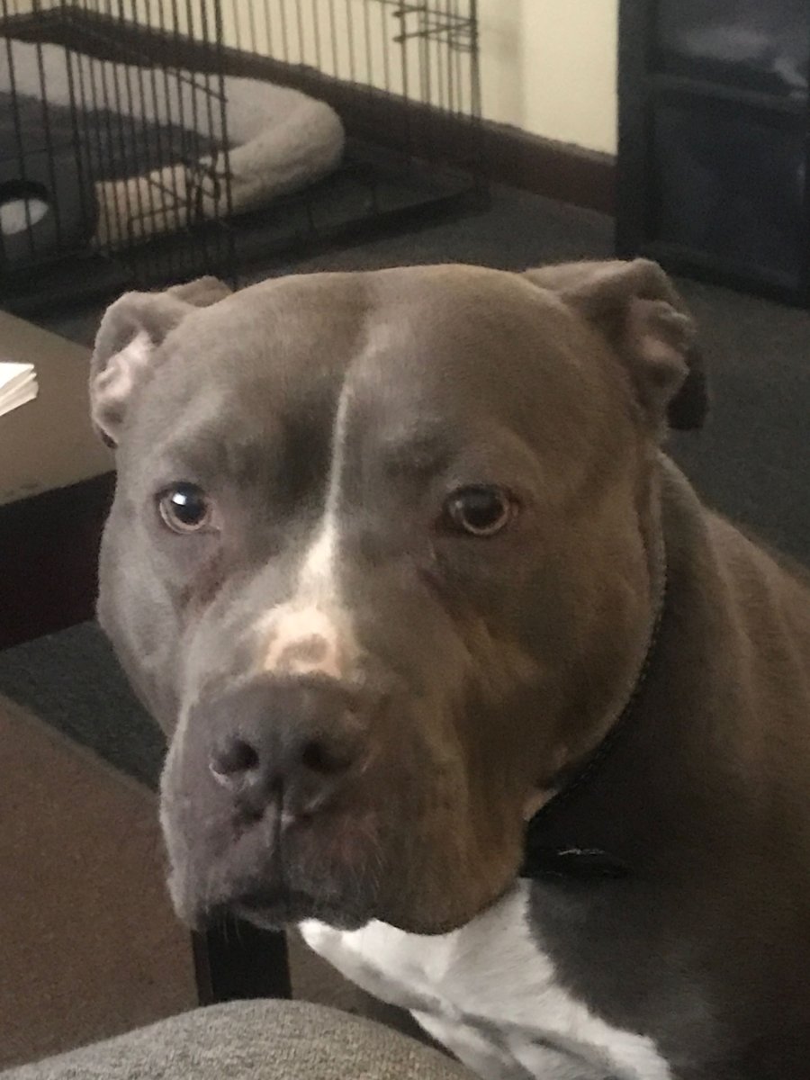 Американский стаффордширский терьер злой