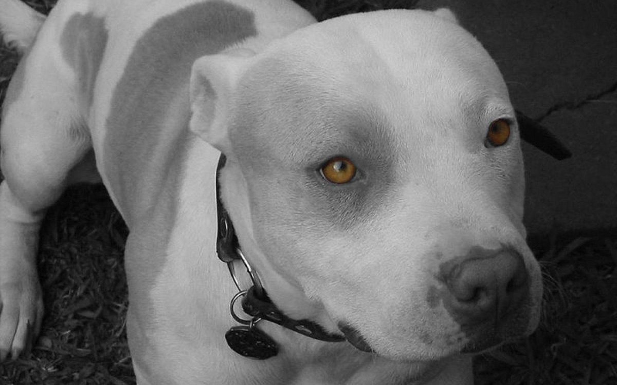 Собака Баскервилей порода