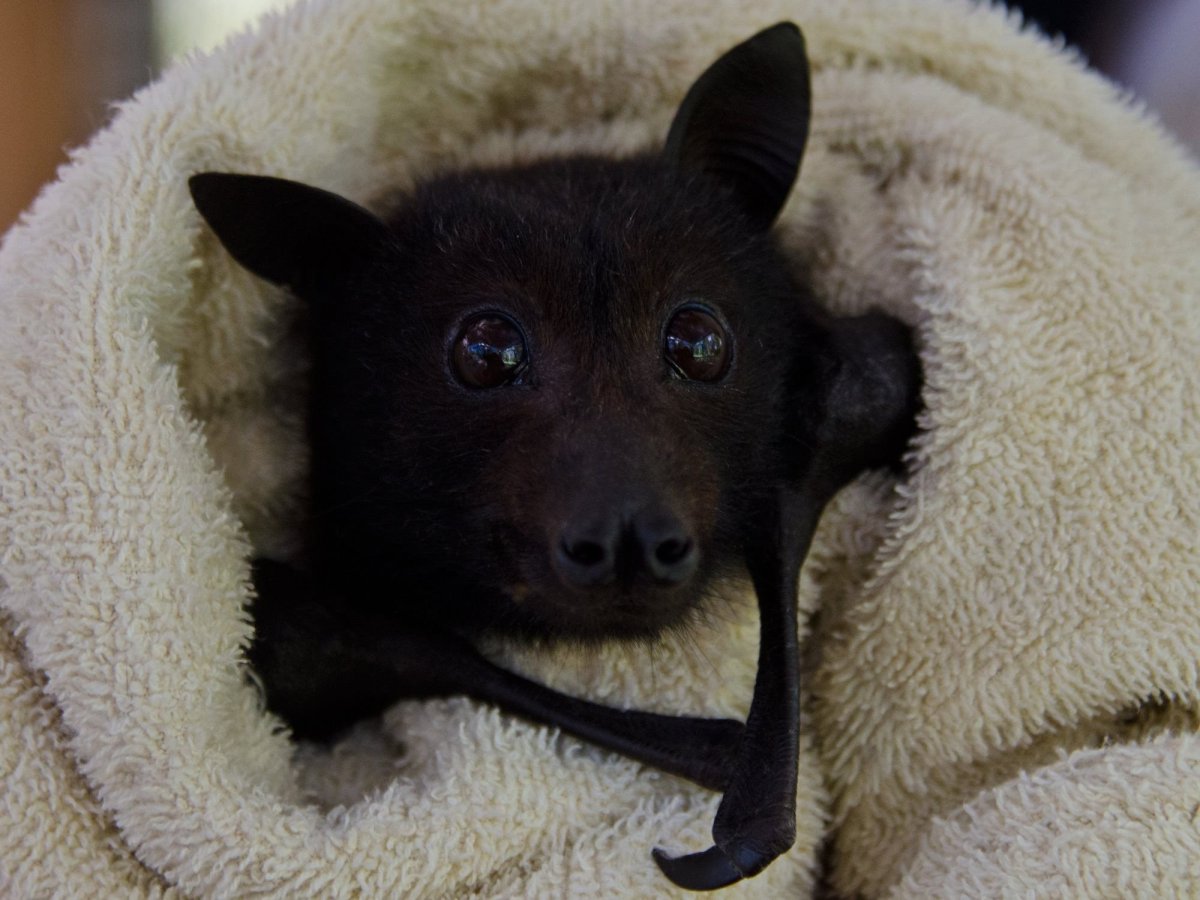 Черная летучая лисица