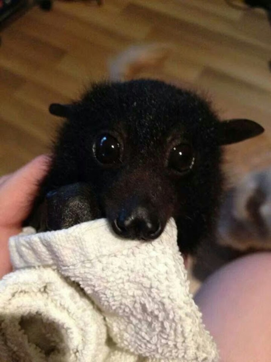 Летучая собака черная