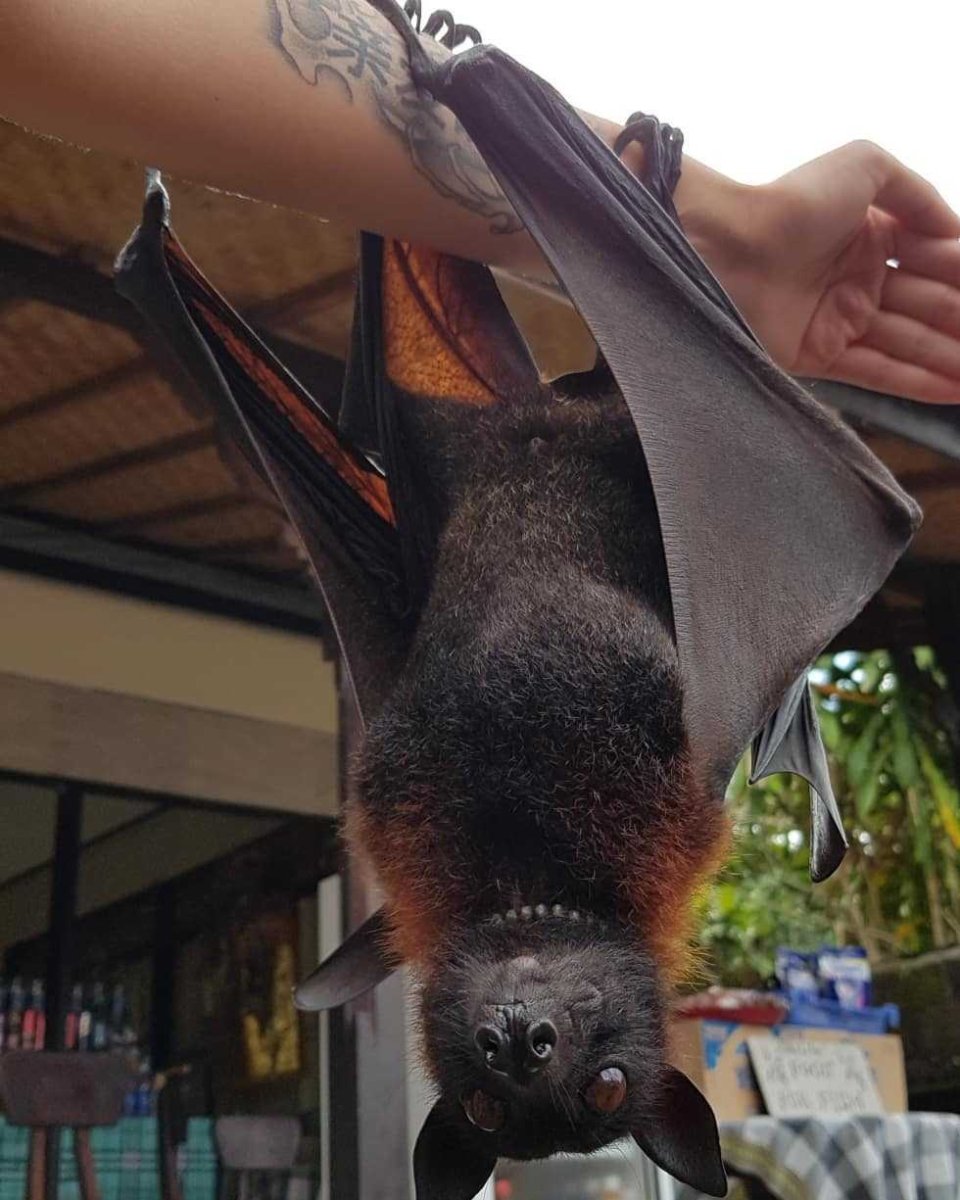 Крылан летучая лисица человек