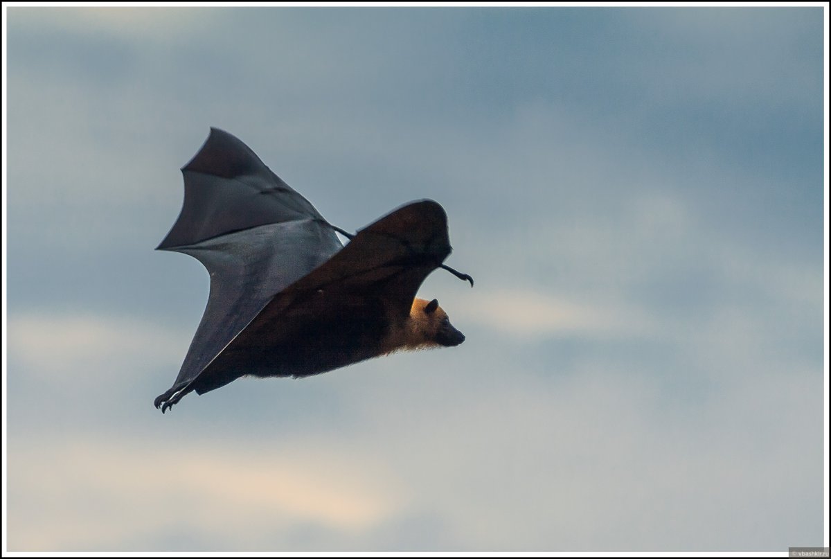 Сейшельская летучая лисица