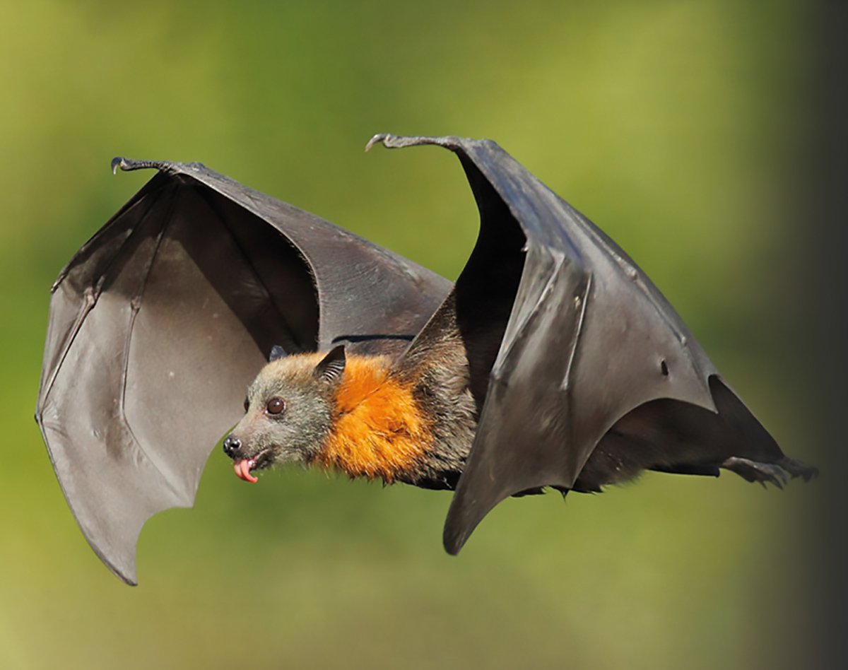 Черная летучая лисица