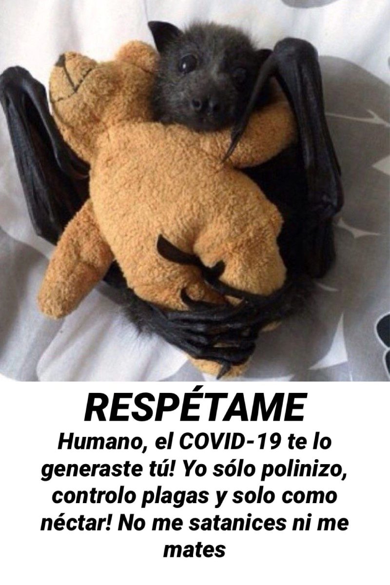 Мордочка летучей лисицы