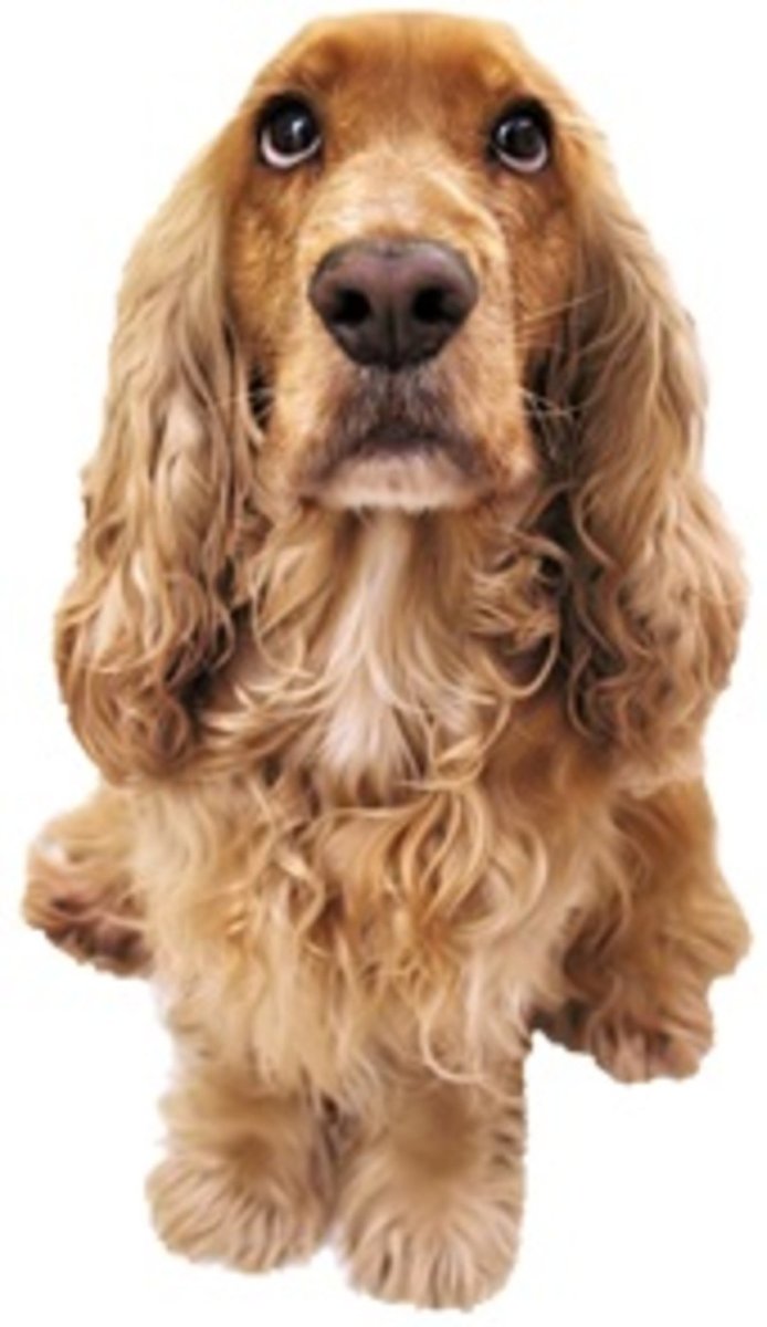 Ирландский кокер спаниель