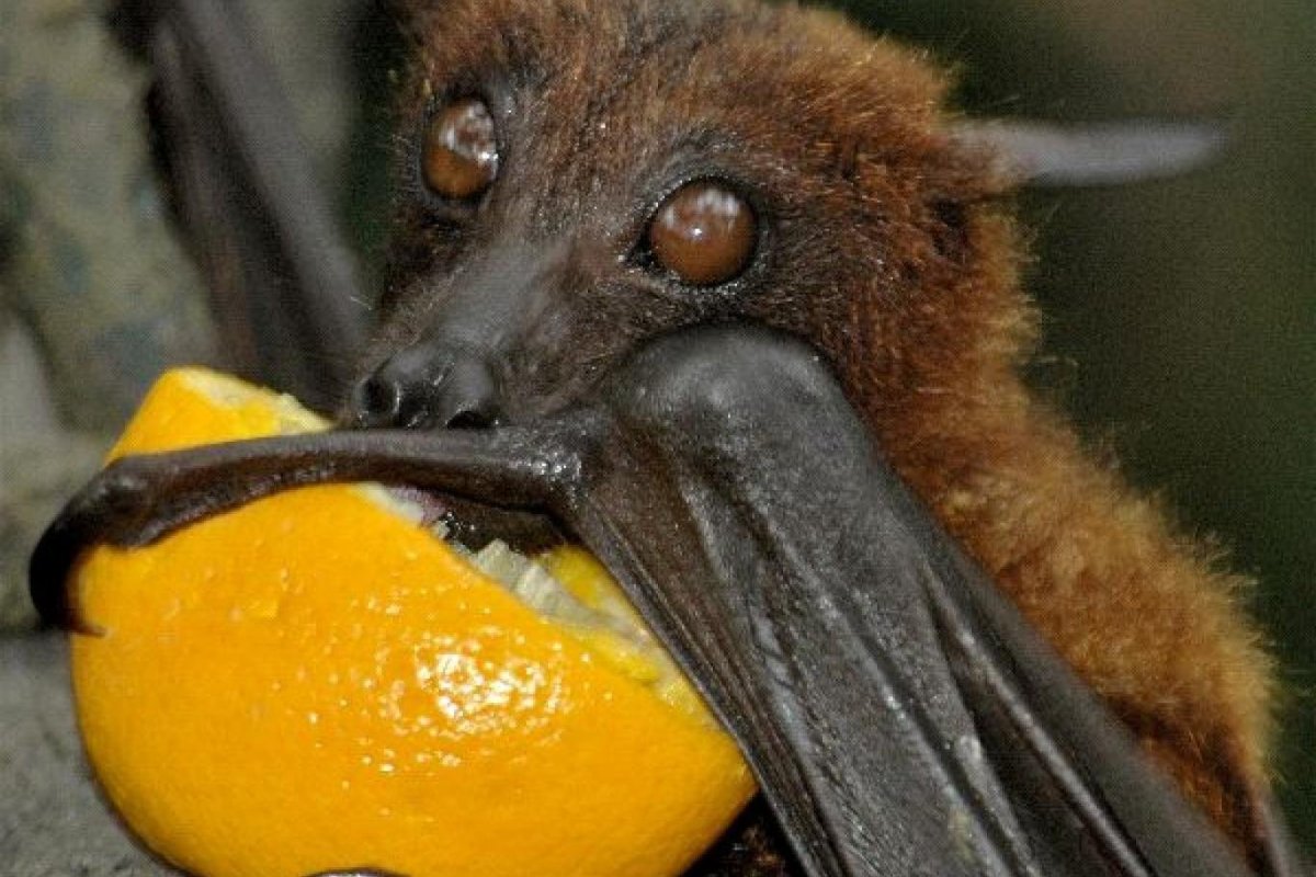 Черная летучая лисица