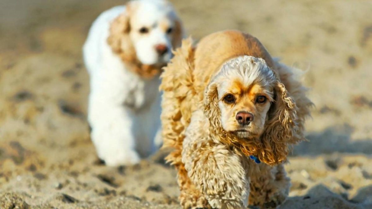 Кокер спаниель короткошерстный