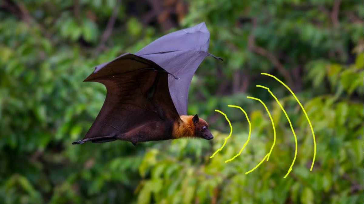 Черная летучая лисица