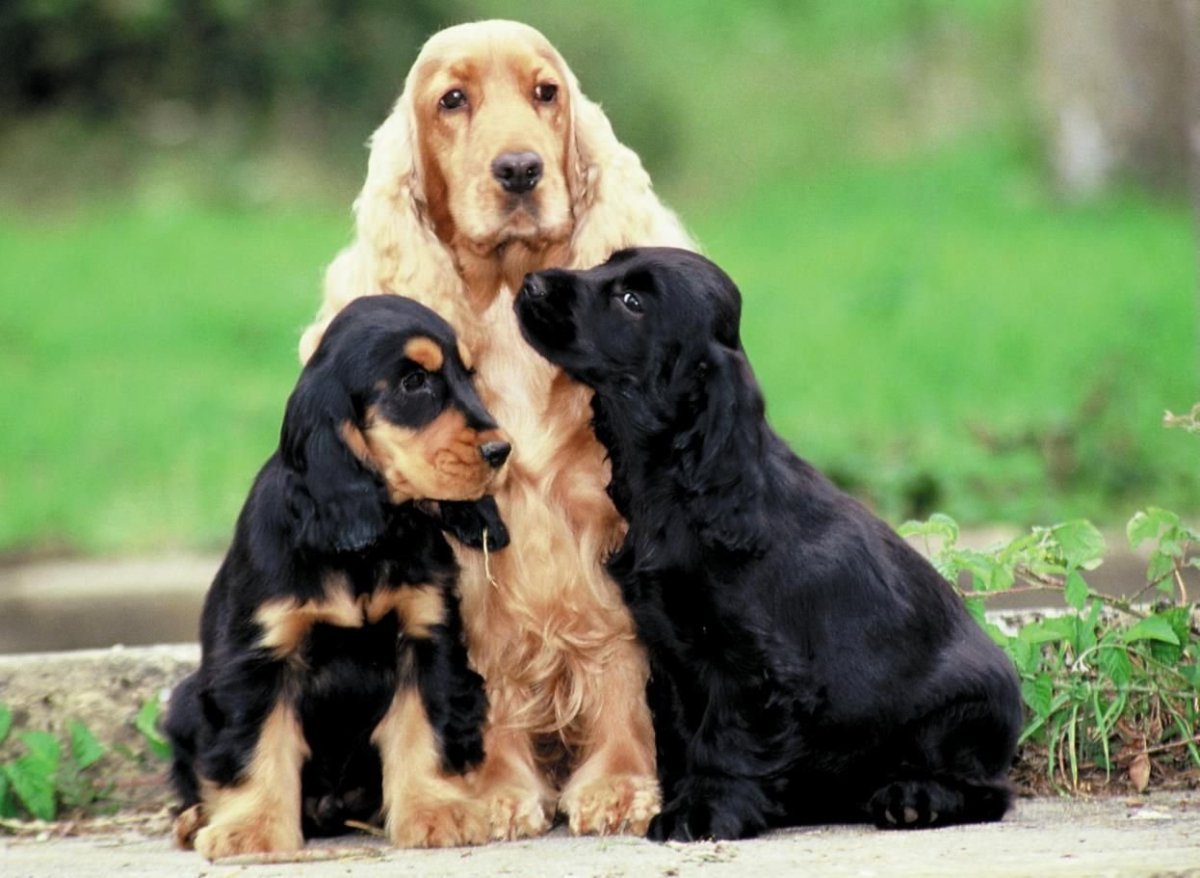 Американский кокер