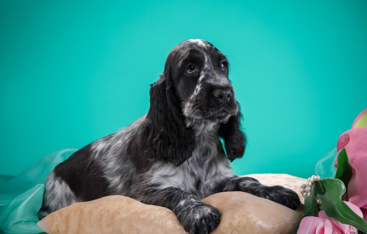 Кокер спаниель американский шоколадный