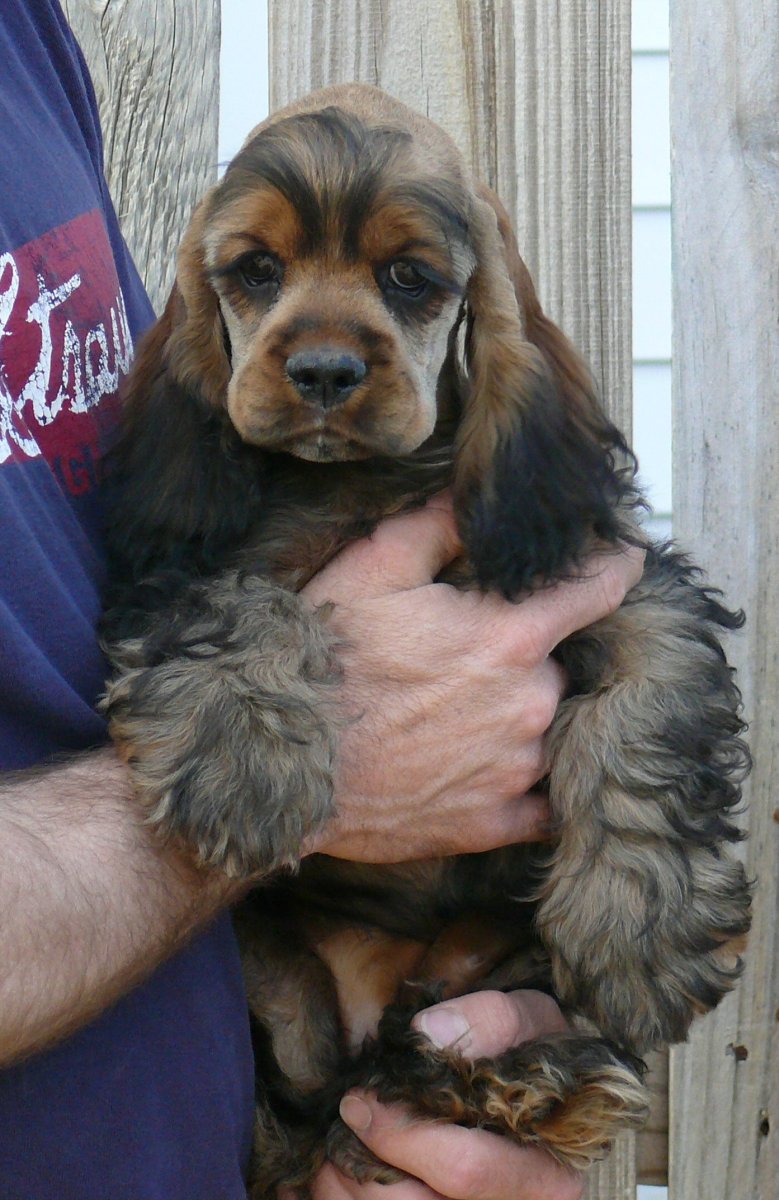 Силуэт английского спрингер спаниеля