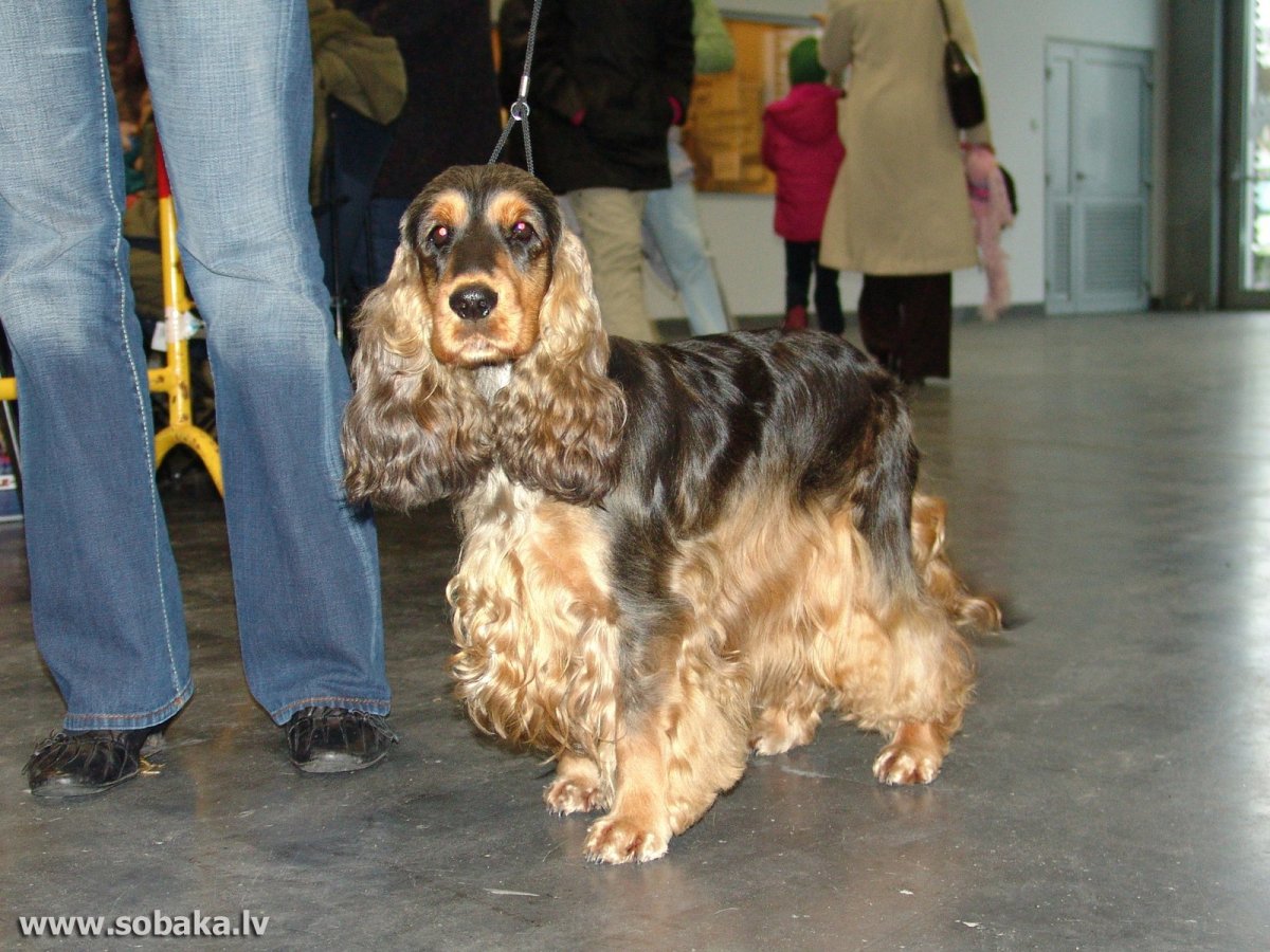 Кокер спаниель пятнистый