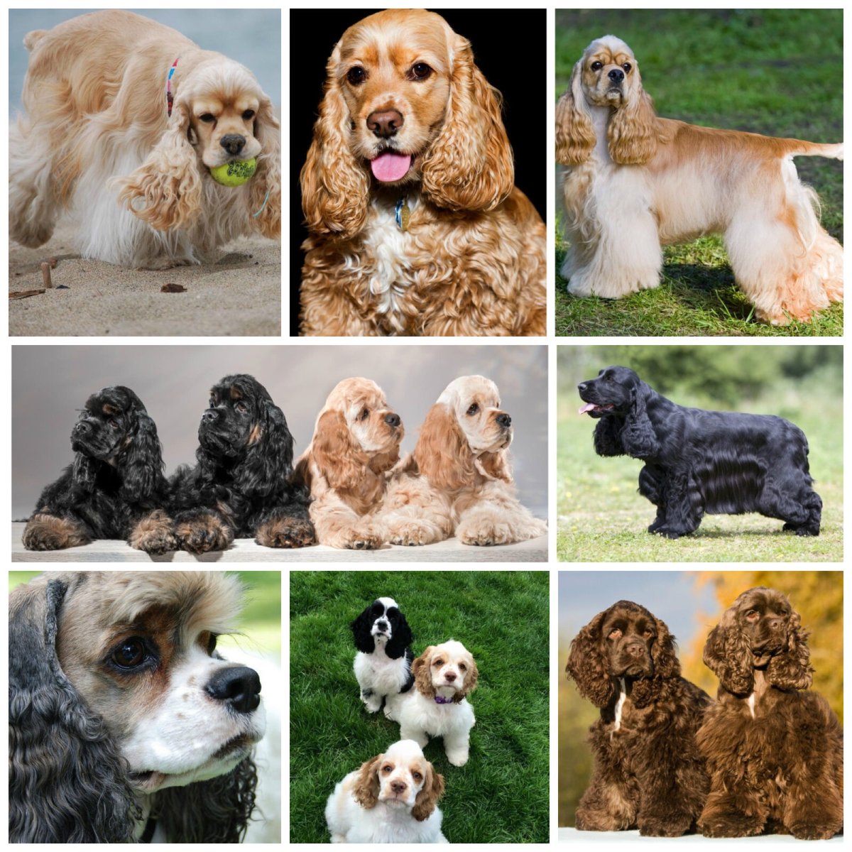 Голубоглазый кокер спаниель