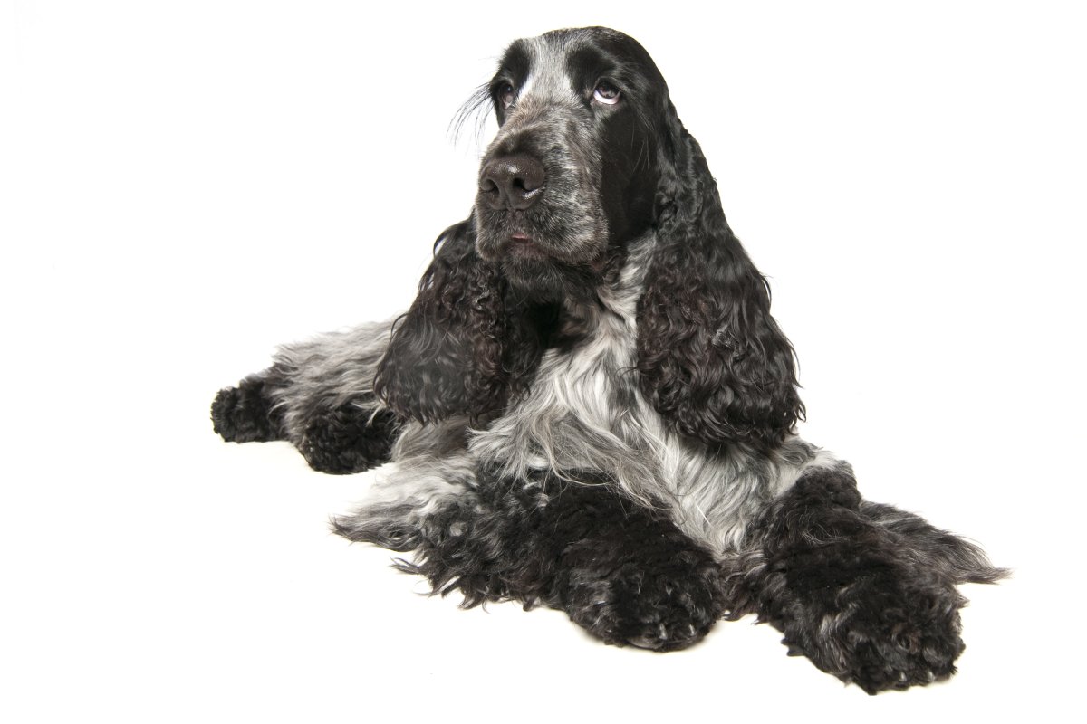 Английский кокер спаниель Чалый