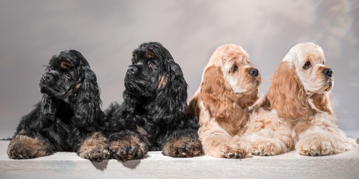 Кокер спаниель окрасы