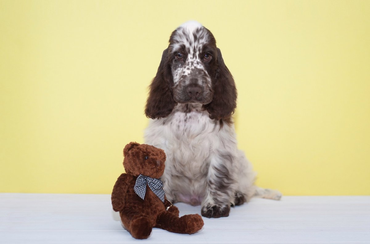 Собака английский кокер спаниель черно белый