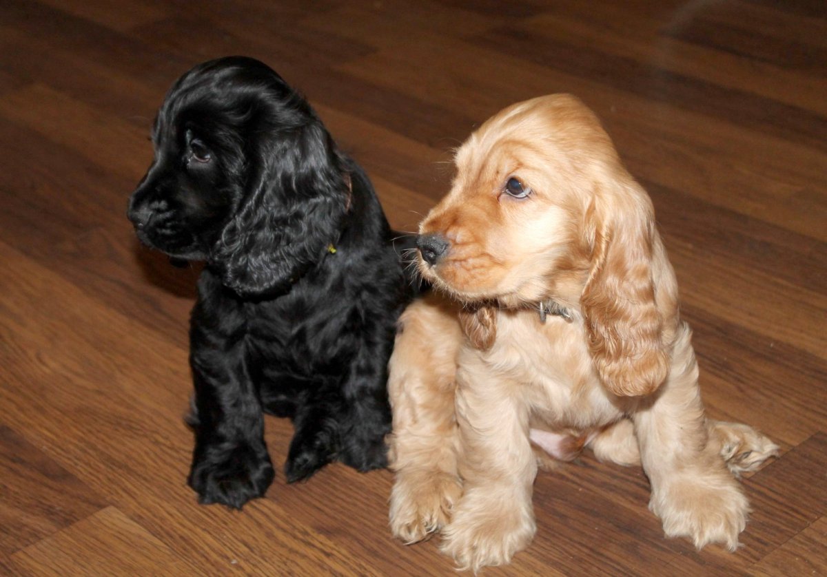 Спаниель кокер спаниель