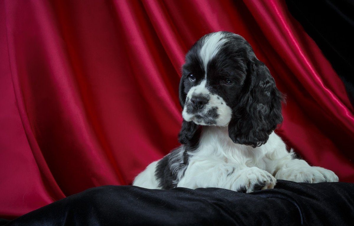 Английский кокер-спаниель