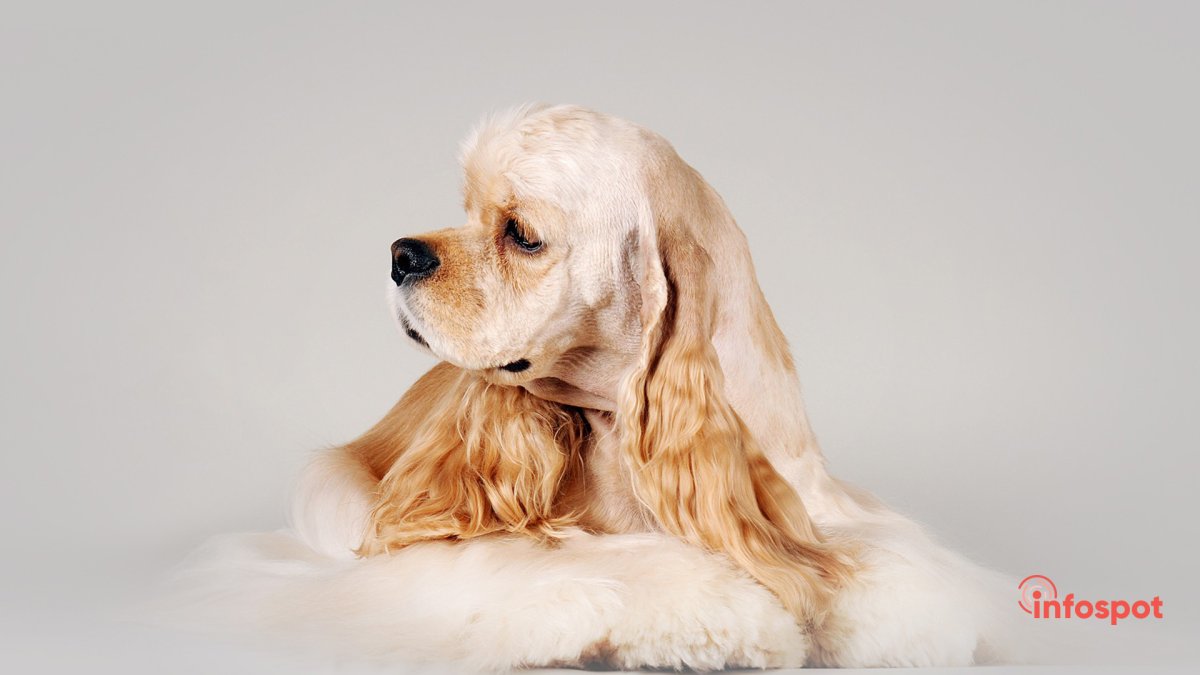 Спаниель Баттерфляй