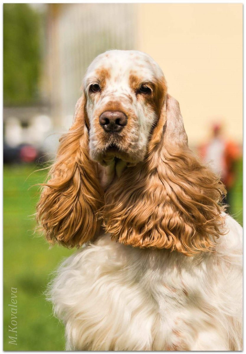 Немецкий кокер спаниель