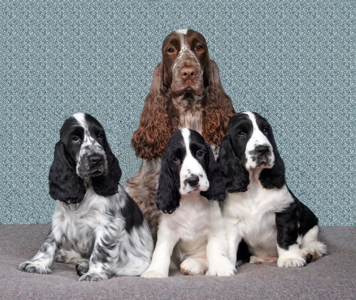 Американский кокер спаниель