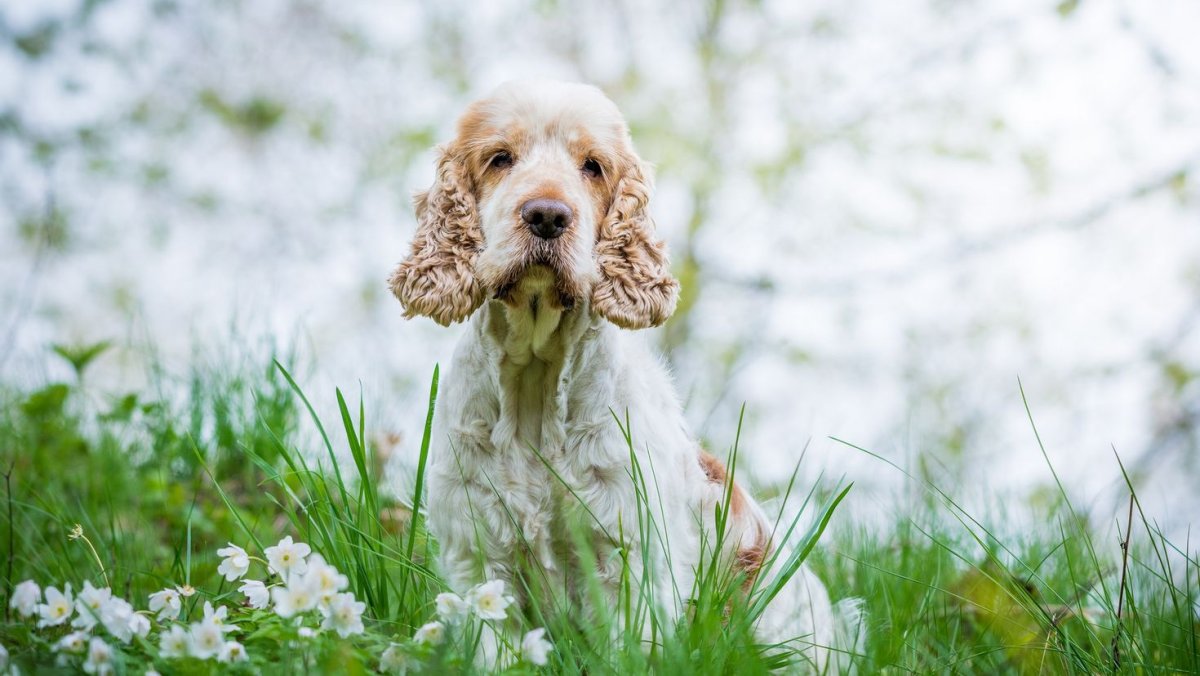 Американский кокер спаниель золотистый