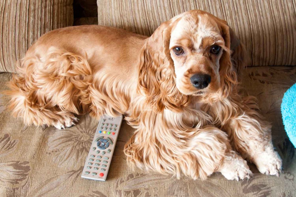 Американский кокер спаниель