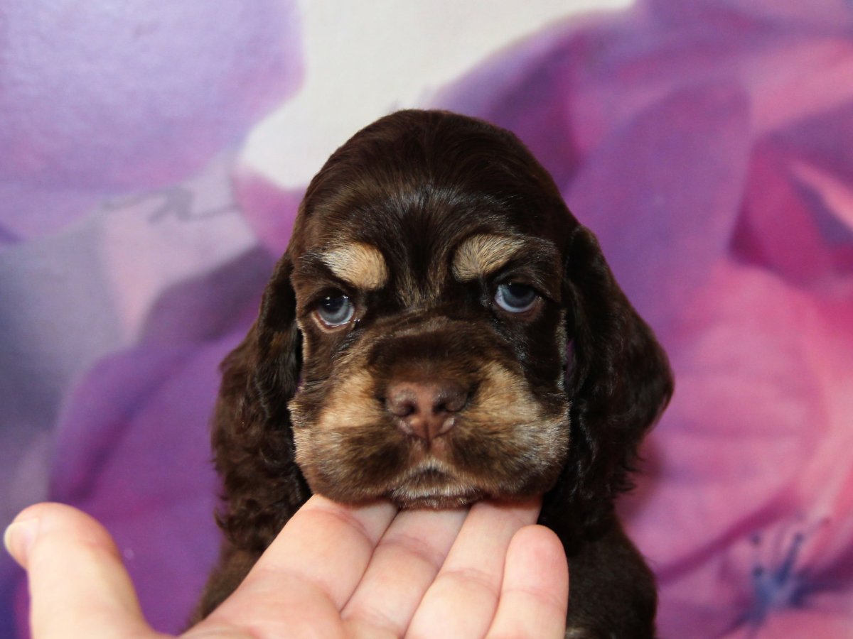 Карликовый кокер спаниель