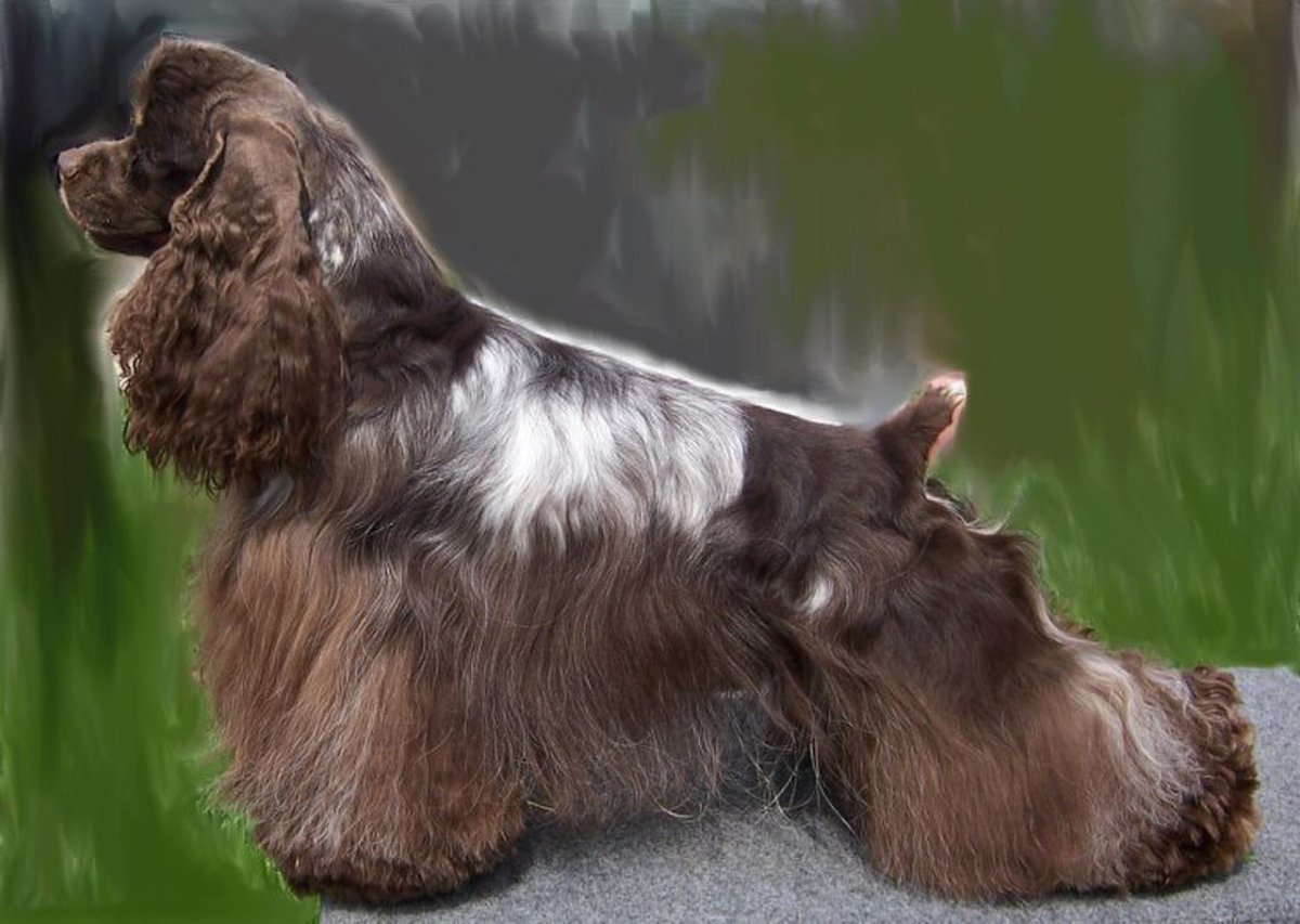 Собачка кокер спаниель