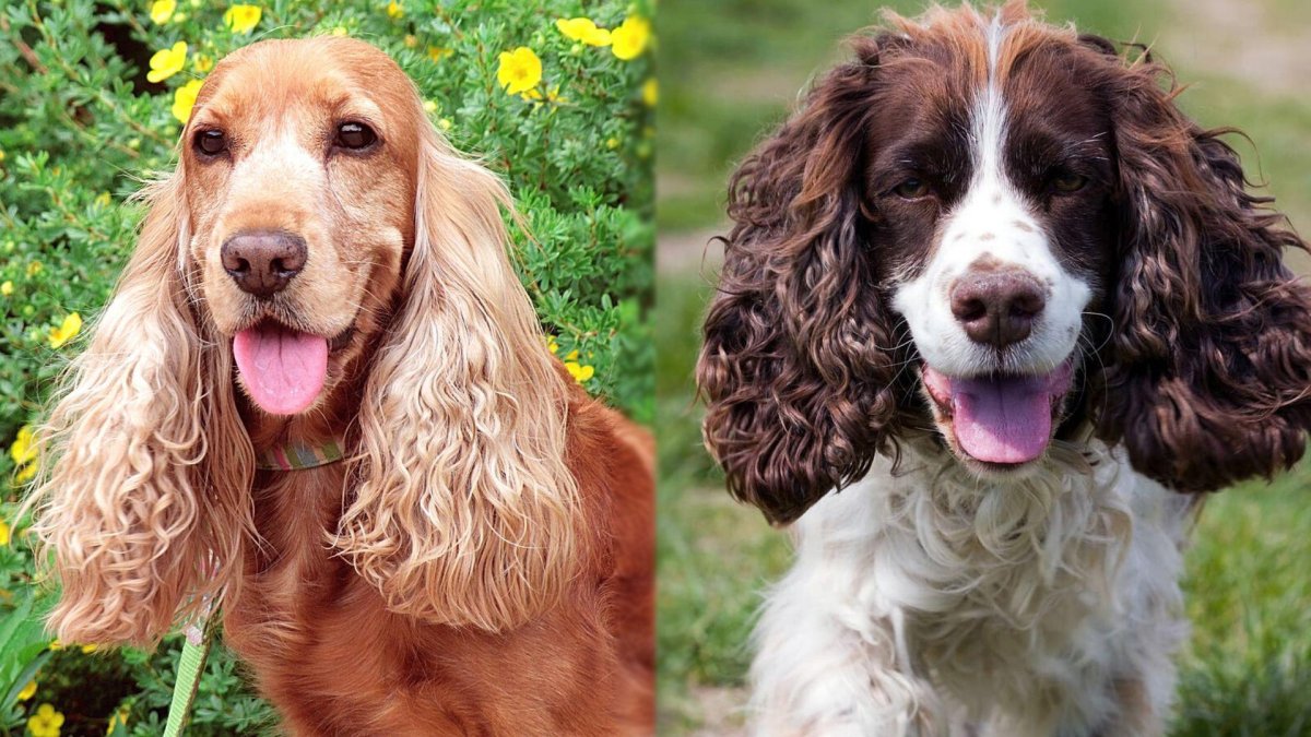 Кокер спаниель французский