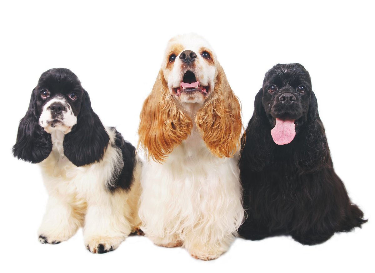 Американский кокер спаниель