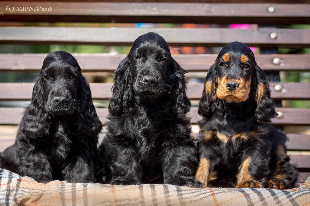 Порода собак кокер спаниель