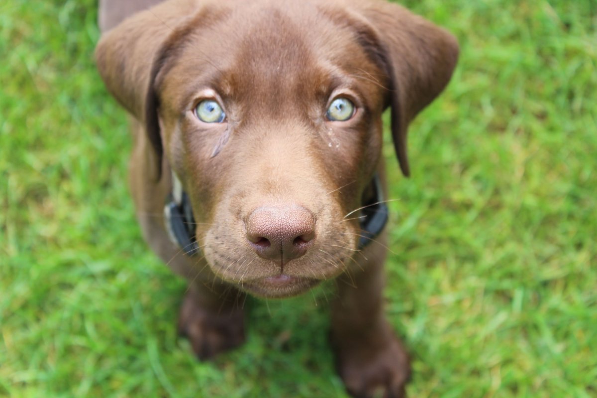 Лабрадор шоколадный голубоглазый