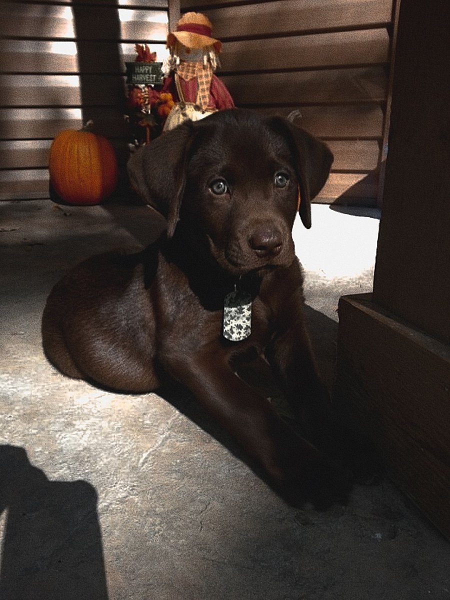 Ретривер шоколадный гладкошерстный