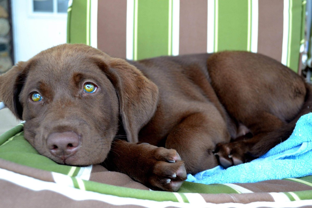 Стандарт лабрадор коричневый