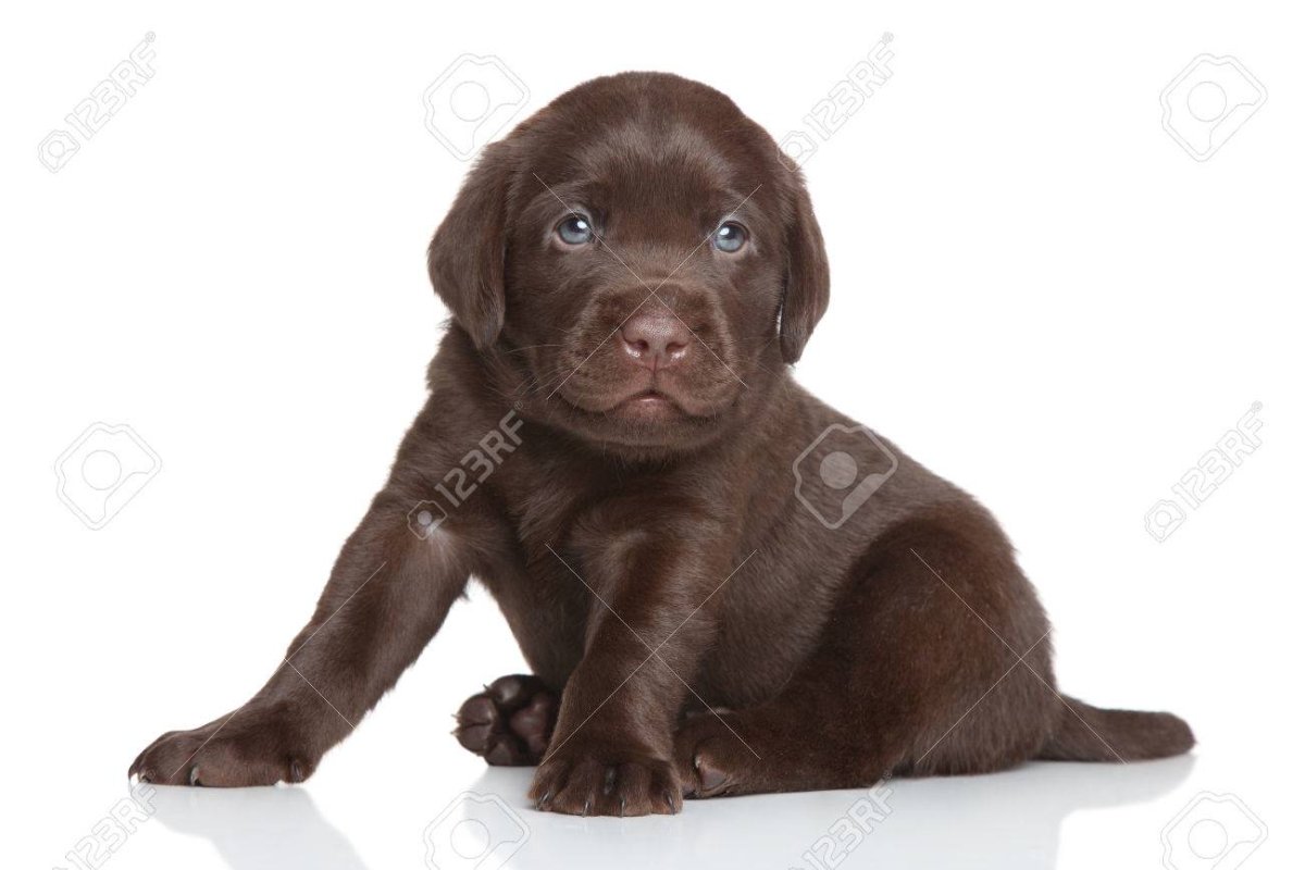 Chocolate Labrador Retriever щенок на белом фоне