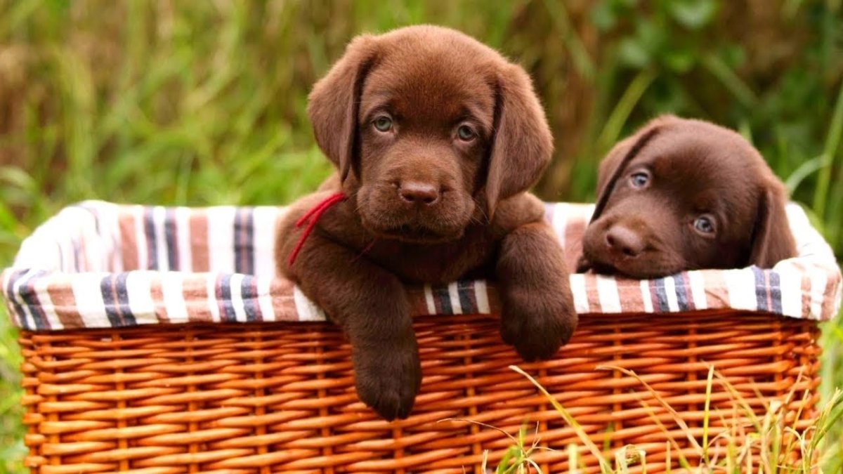 Лабрадор ретривер пушистый коричневый